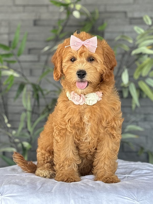 Golden Doodle Puppy