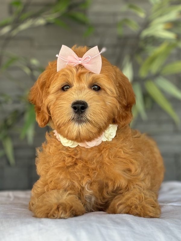 Golden Doodle Puppy