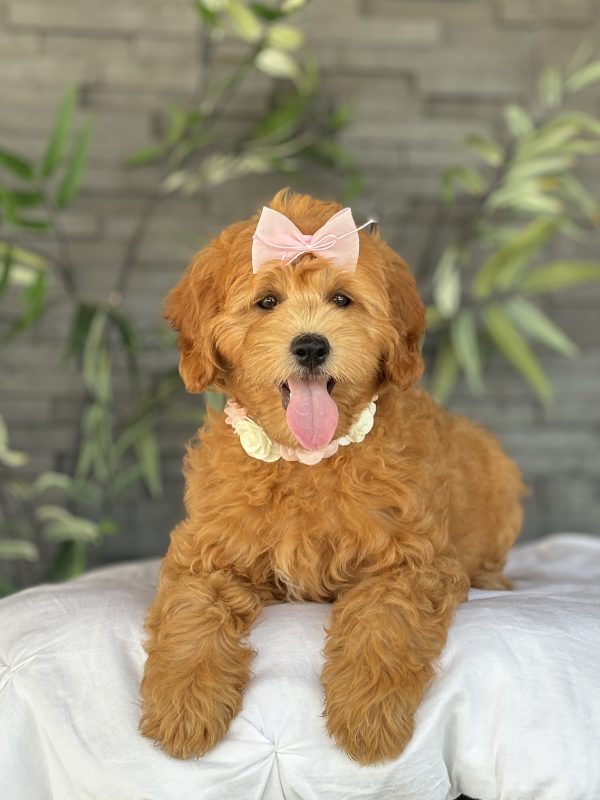 Golden Doodle Puppy