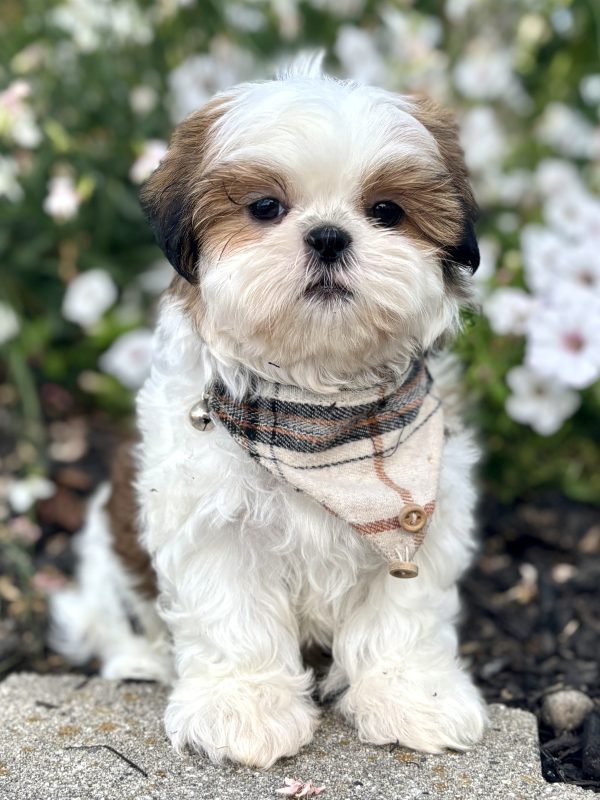 Shih-Tzu Puppy