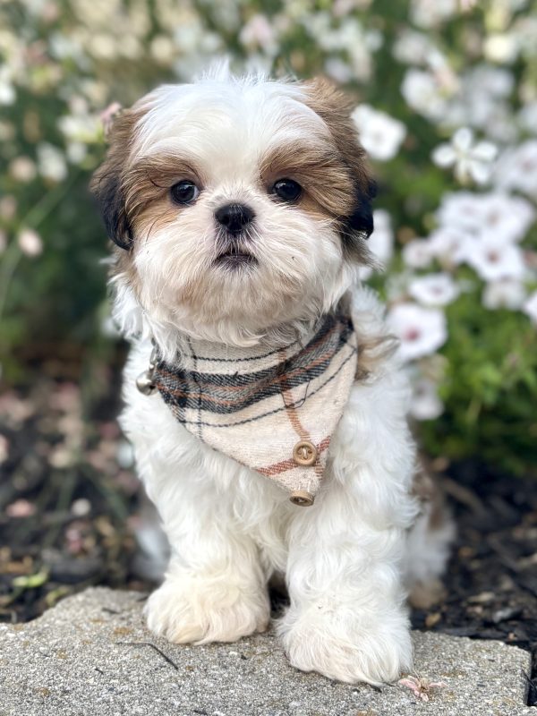 Shih-Tzu Puppy