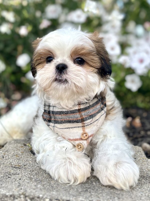 Shih-Tzu Puppy