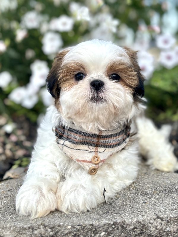 Shih-Tzu Puppy