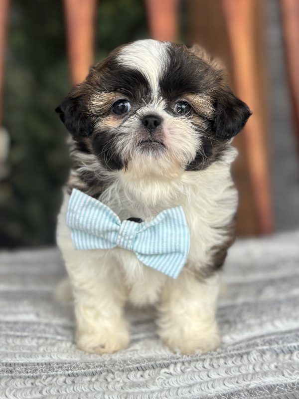 Shih-Tzu Puppy