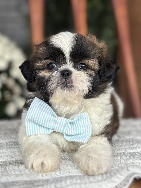 Shih-Tzu Puppy