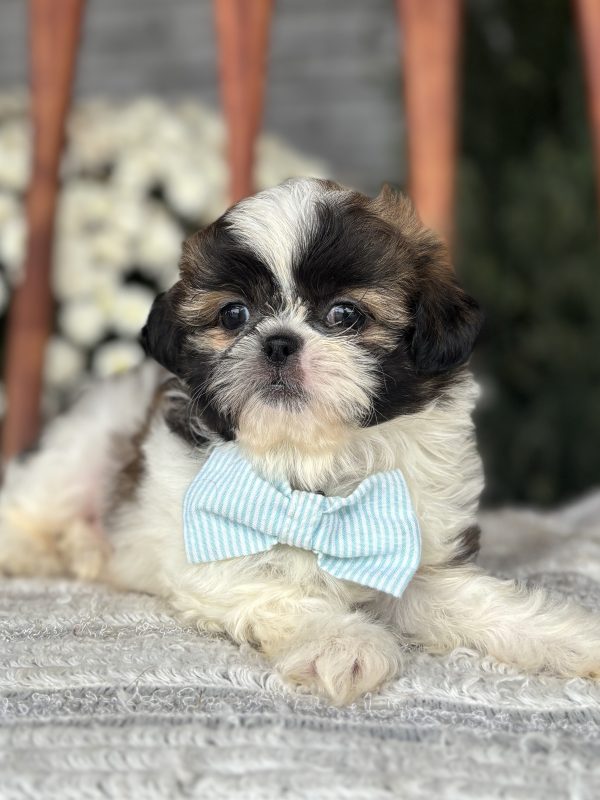 Shih-Tzu Puppy