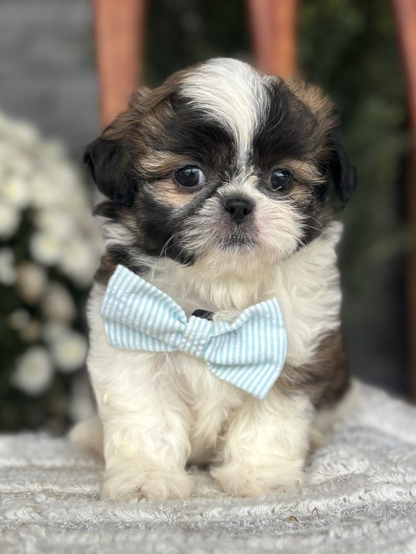 Shih-Tzu Puppy