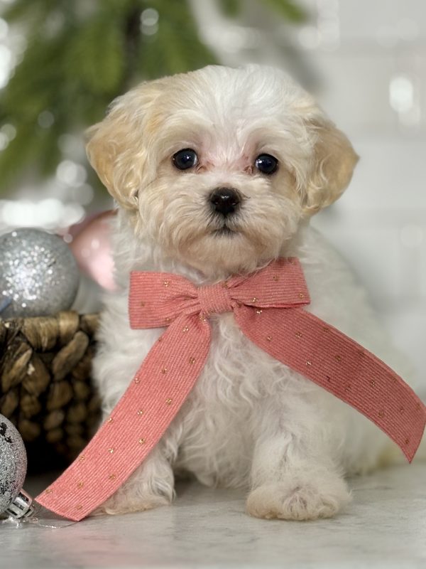 Maltipoo Puppy