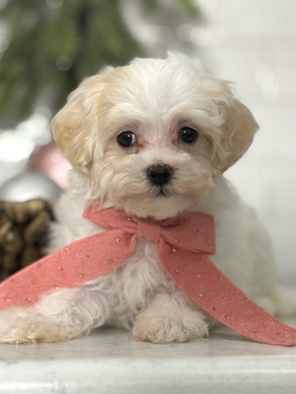Maltipoo Puppy
