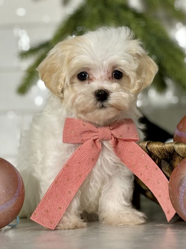 Maltipoo Puppy