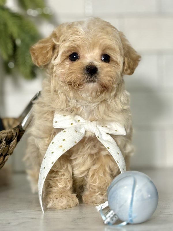 Maltipoo Puppy