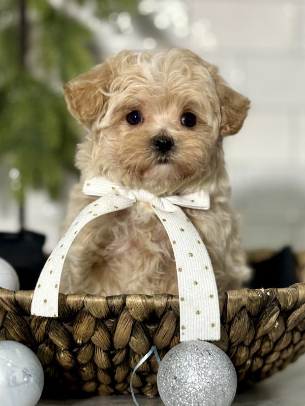 Maltipoo Puppy