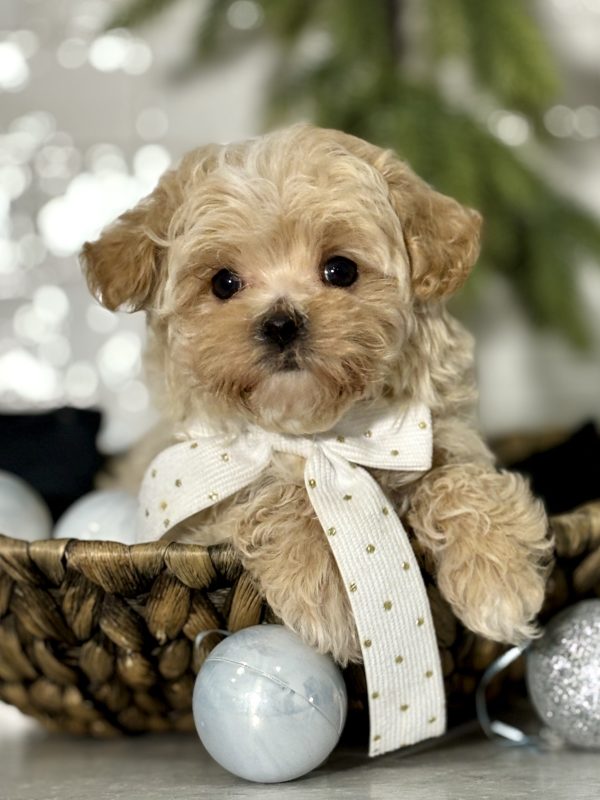 Maltipoo Puppy