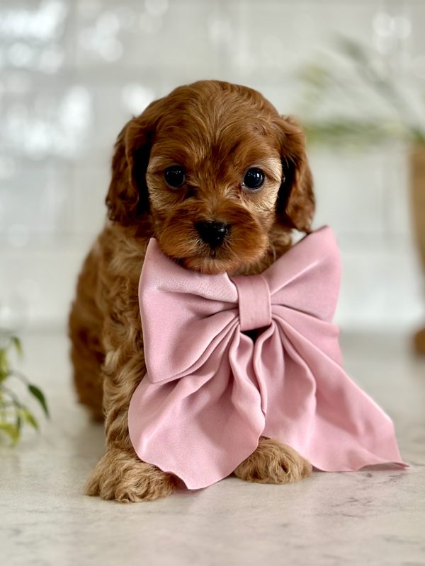 Cavapoo Puppy