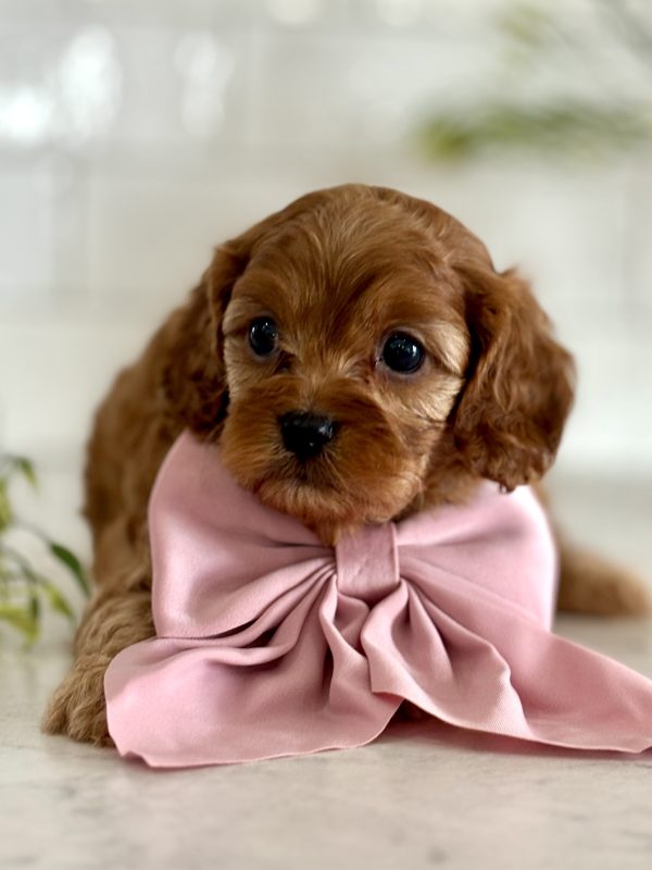 Cavapoo Puppy