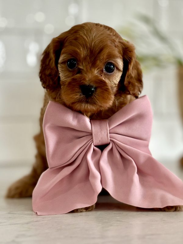 Cavapoo Puppy