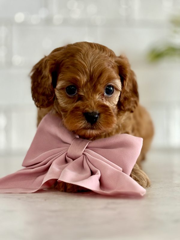Cavapoo Puppy