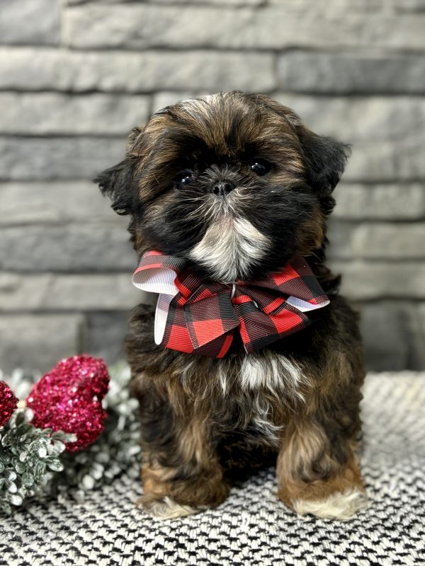 Shih-Tzu Puppy