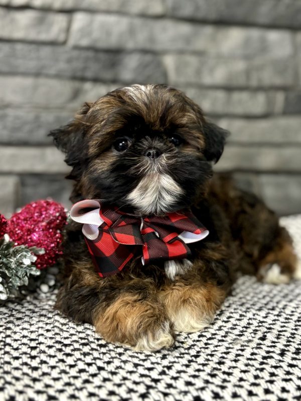 Shih-Tzu Puppy