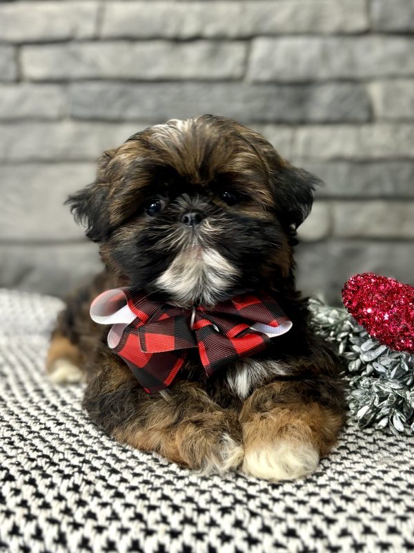 Shih-Tzu Puppy