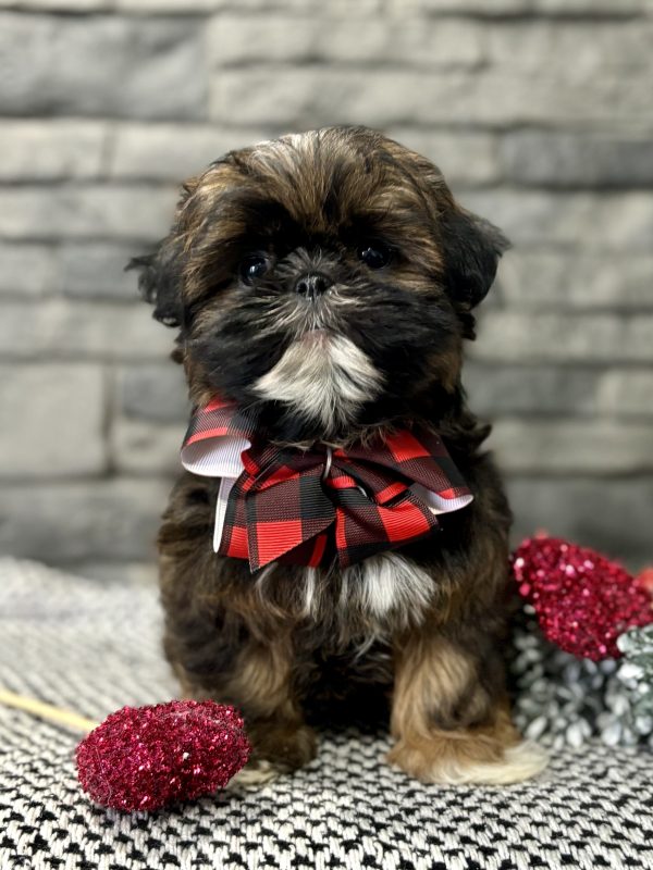 Shih-Tzu Puppy