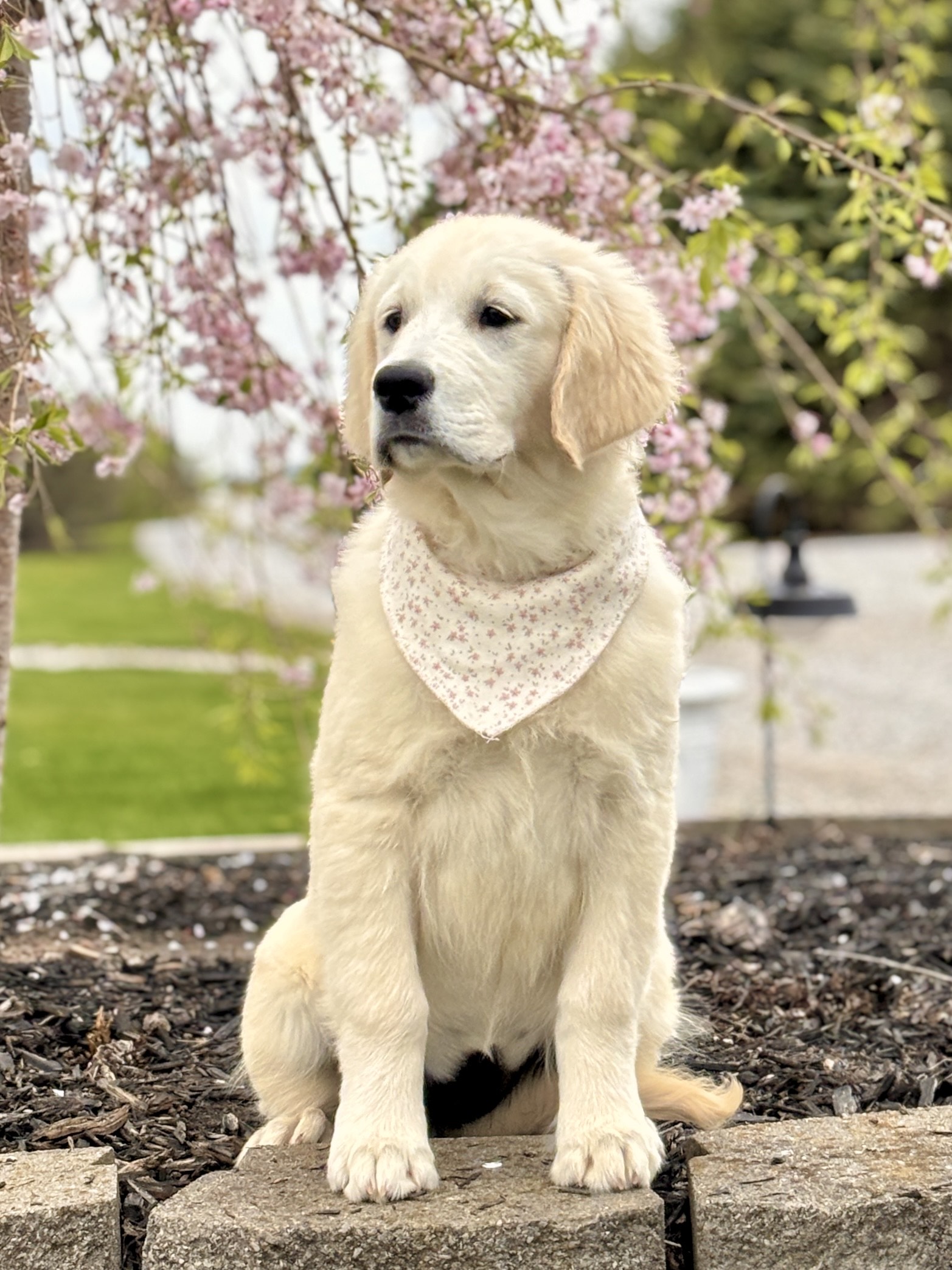 Golden Retriever Puppy