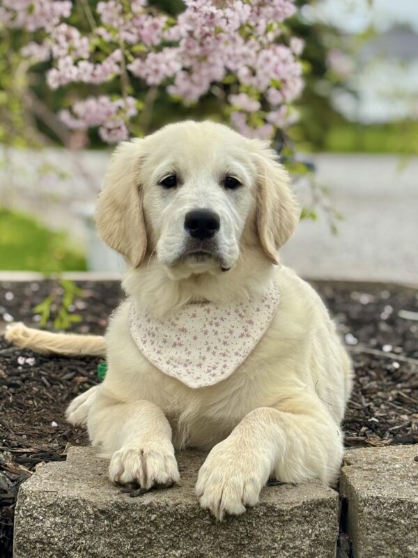 Golden Retriever Puppy