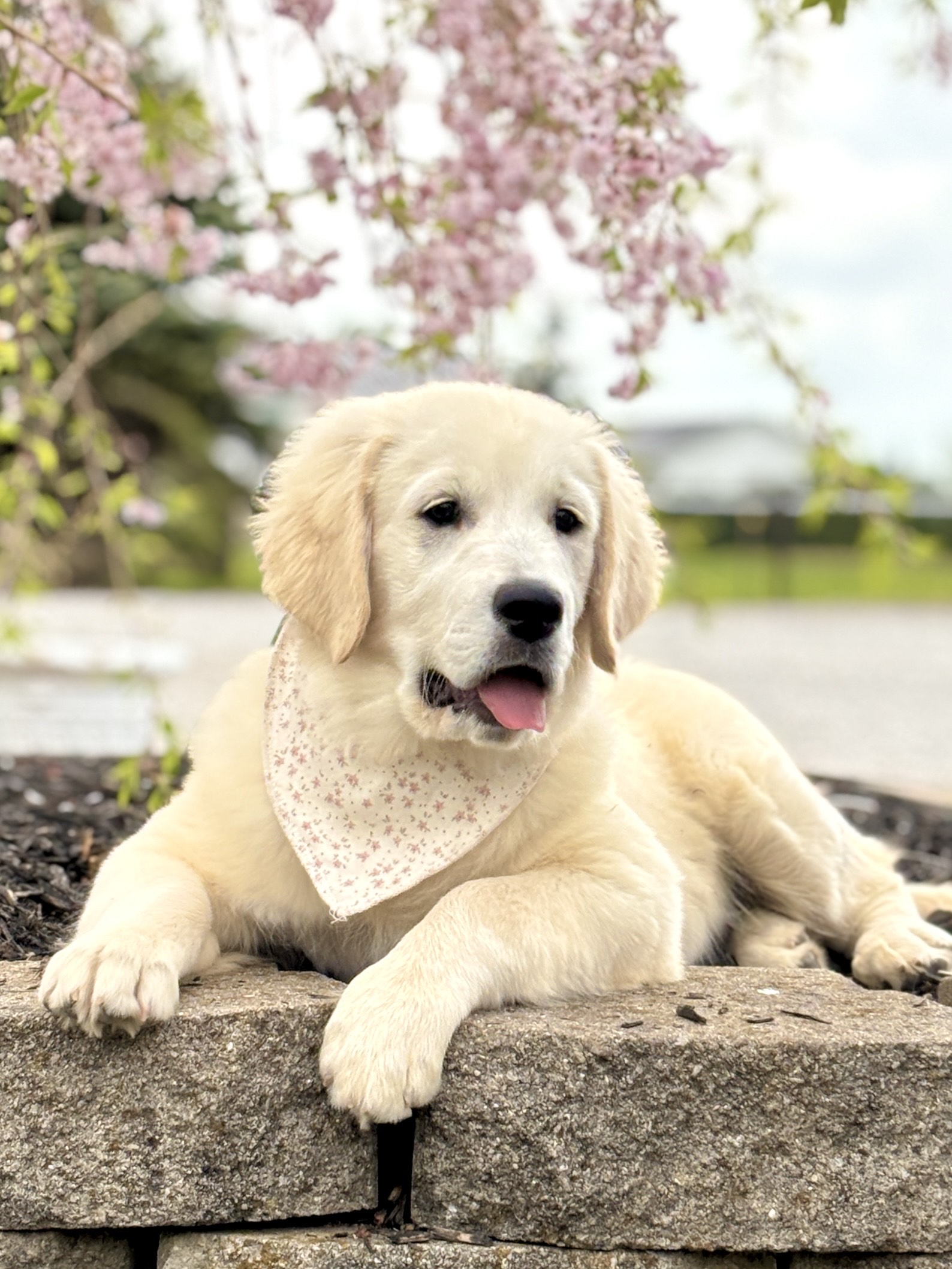 Golden Retriever Puppy