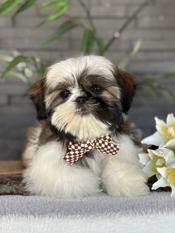 Shih-Tzu Puppy