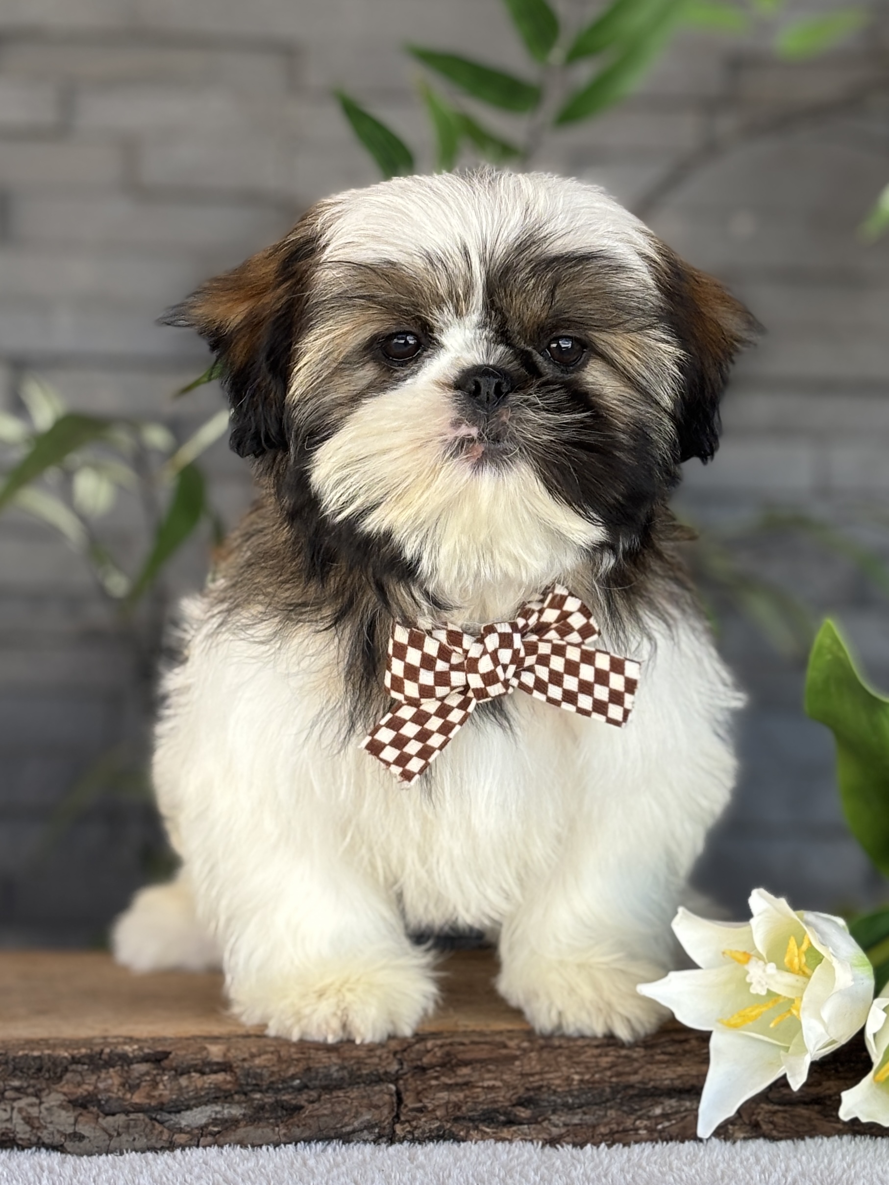 Shih-Tzu Puppy
