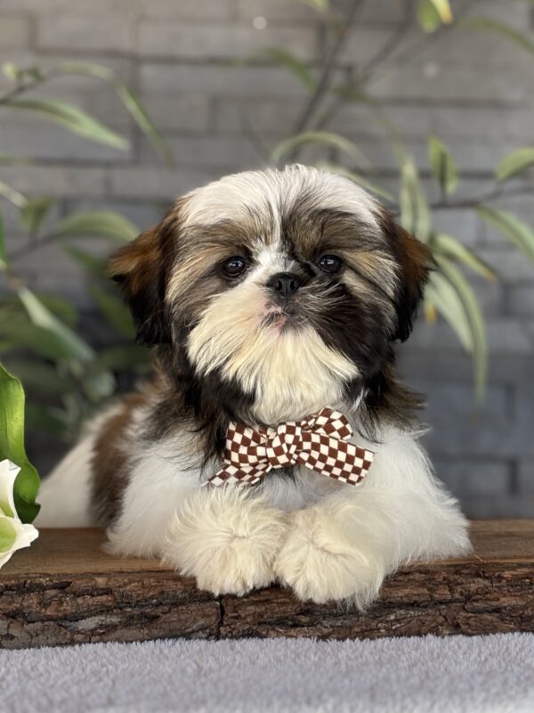 Shih-Tzu Puppy