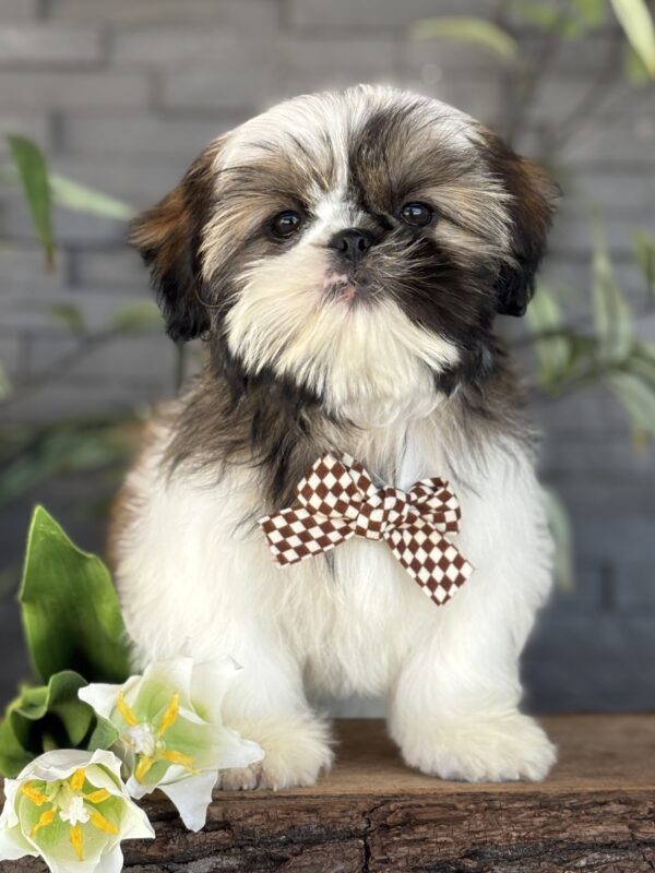 Shih-Tzu Puppy