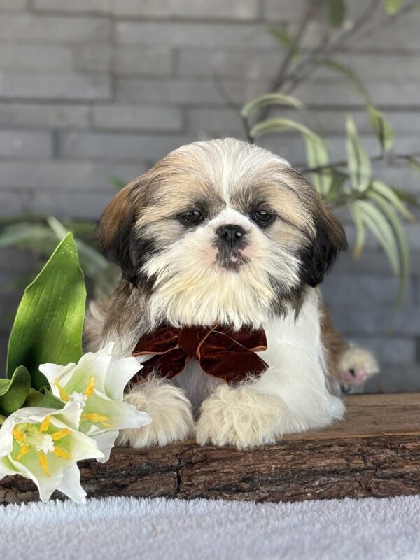 Shih-Tzu Puppy