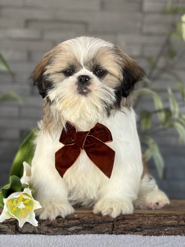 Shih-Tzu Puppy