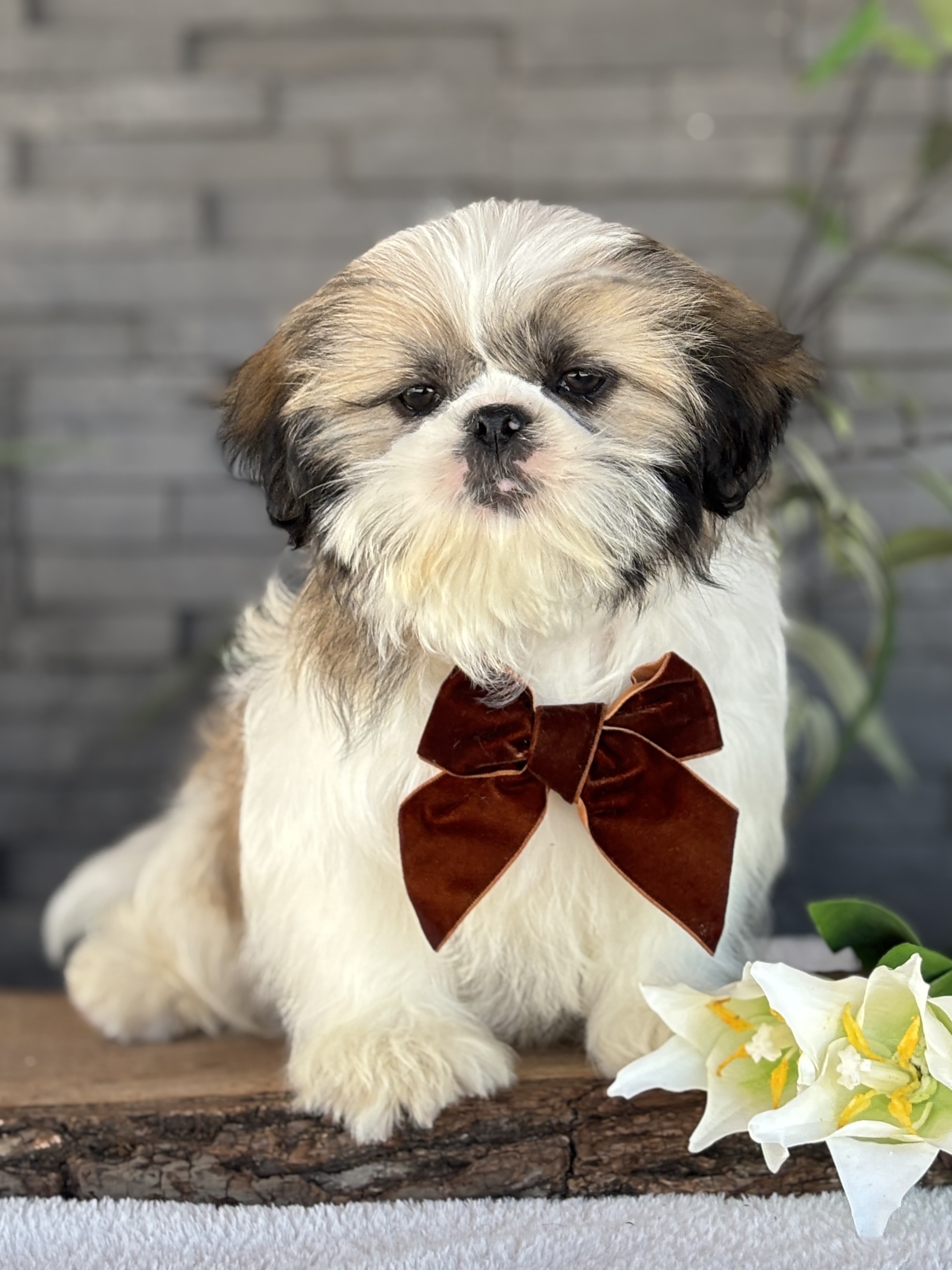 Shih-Tzu Puppy