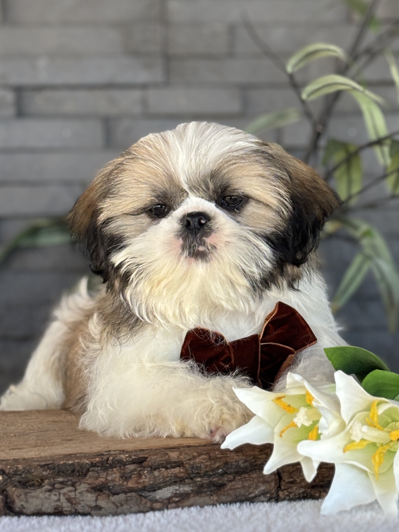 Shih-Tzu Puppy