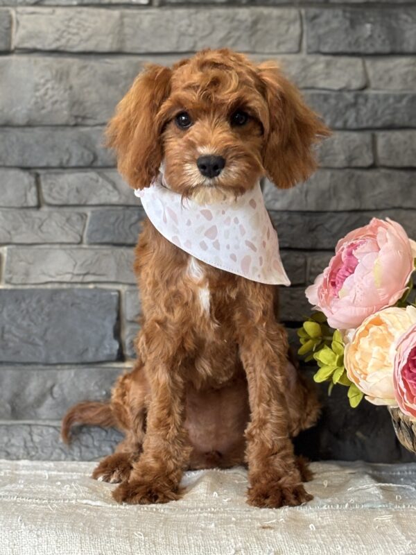 Cavapoo Puppy