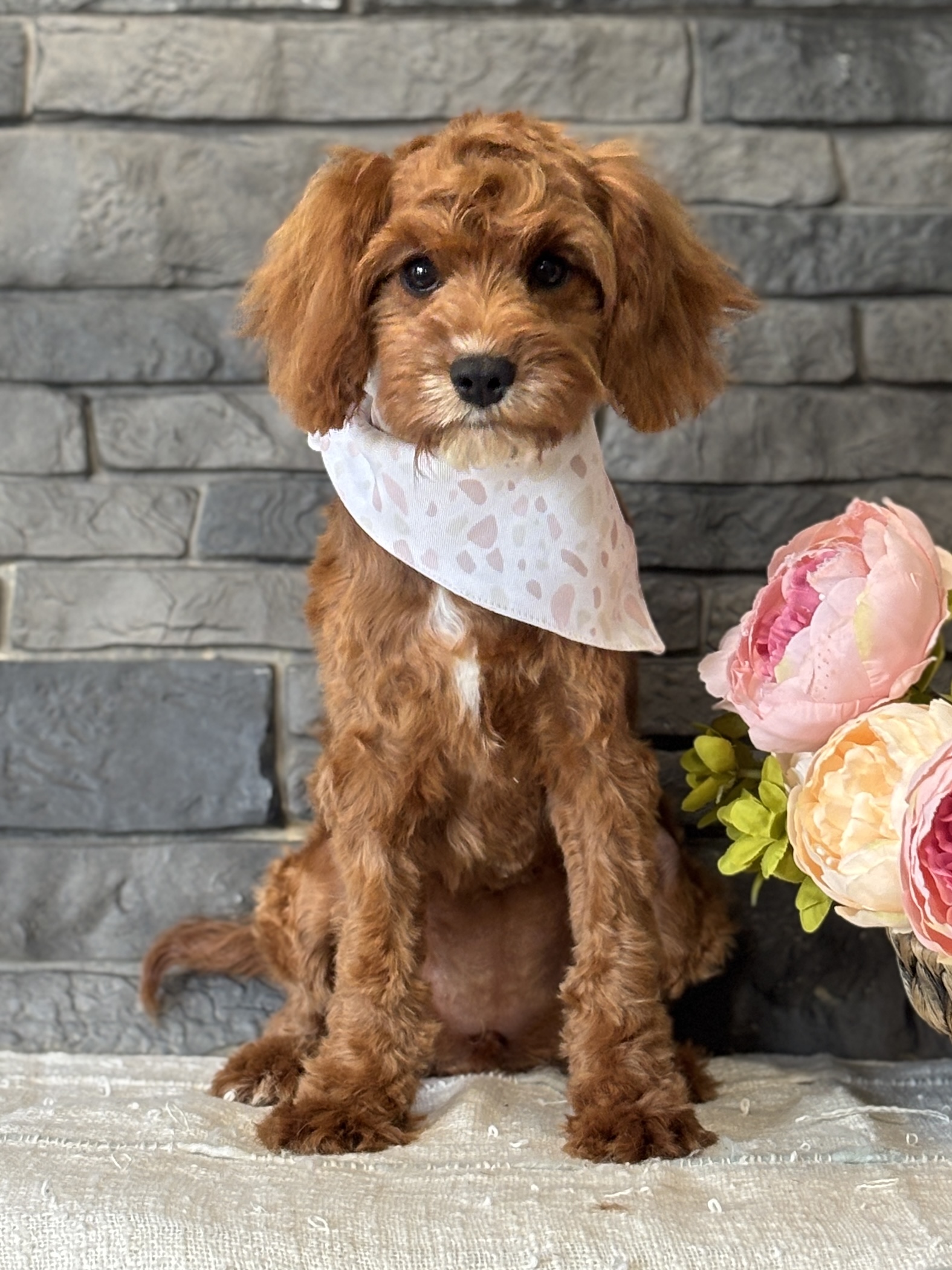Cavapoo Puppy
