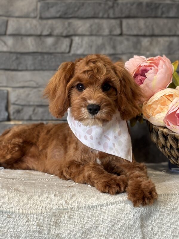 Cavapoo Puppy