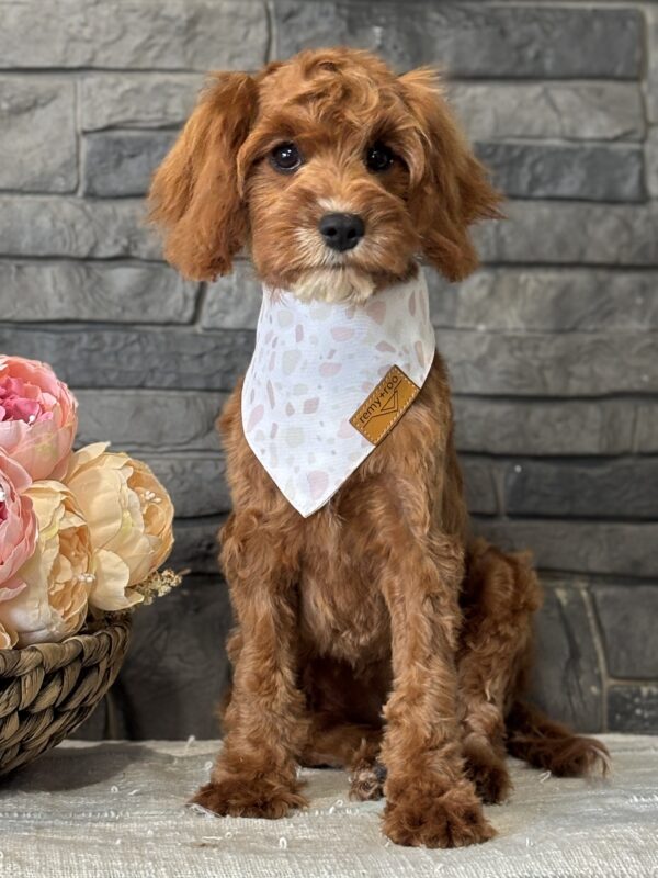 Cavapoo Puppy