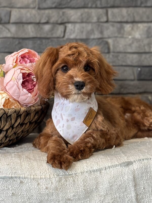 Cavapoo Puppy