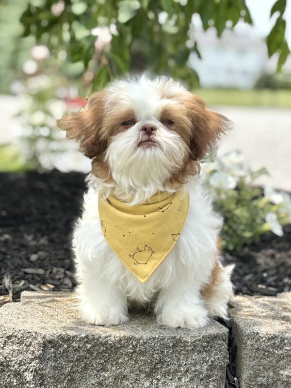 Shih-Tzu Puppy