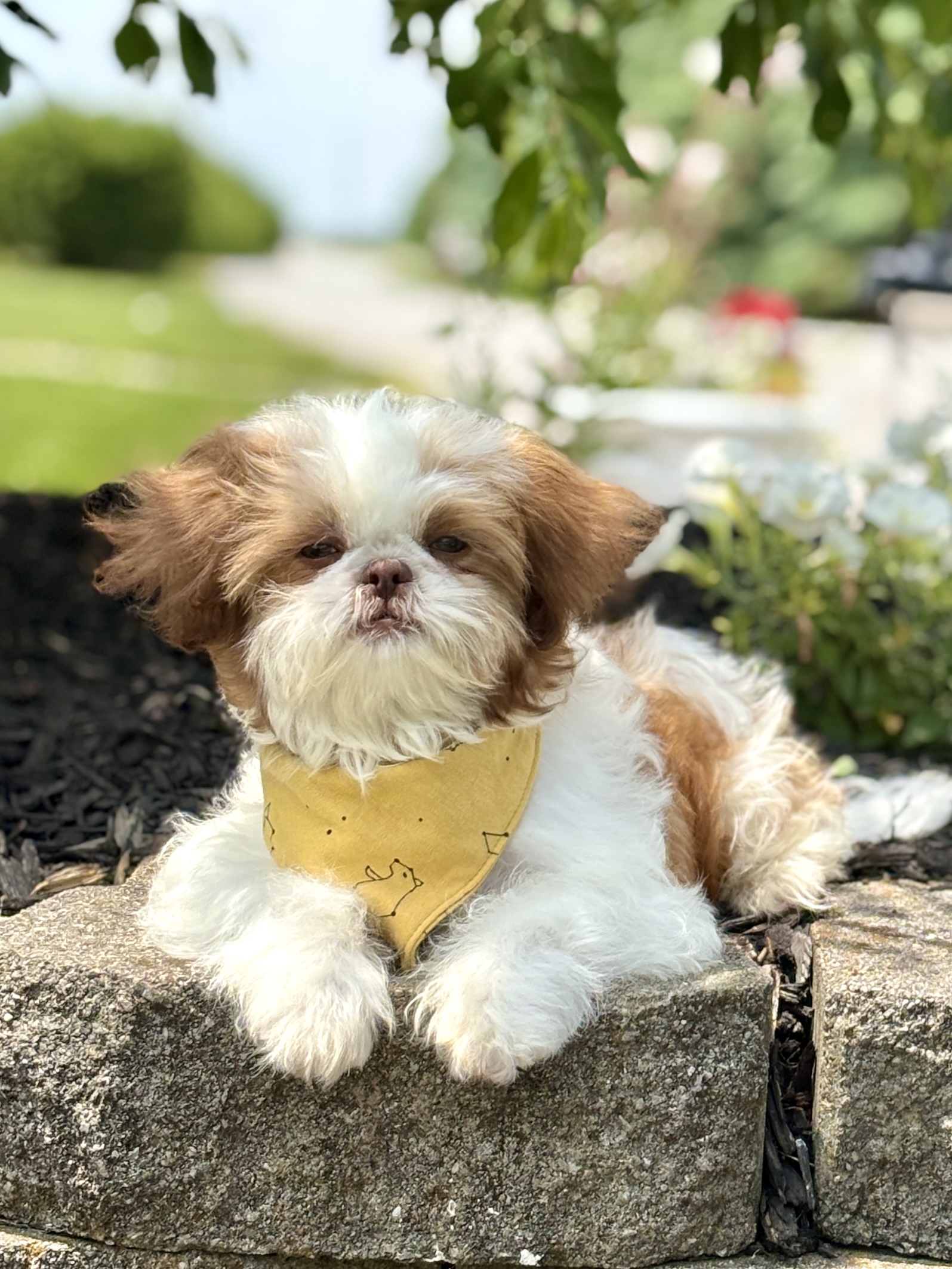 Shih-Tzu Puppy