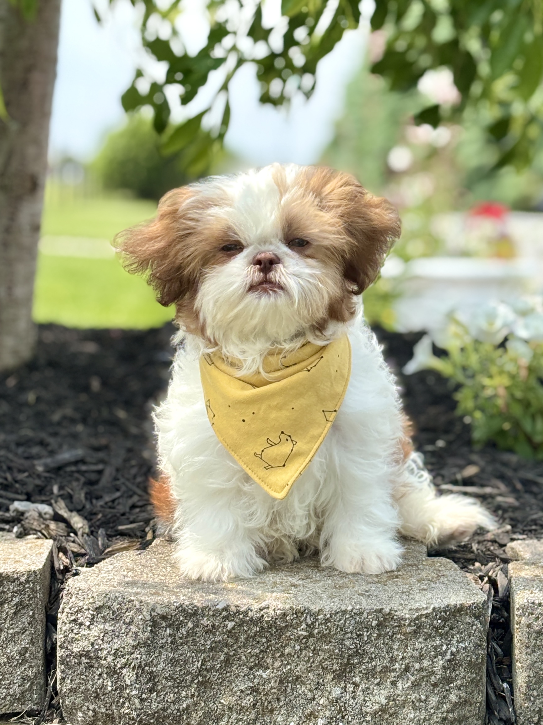 Shih-Tzu Puppy