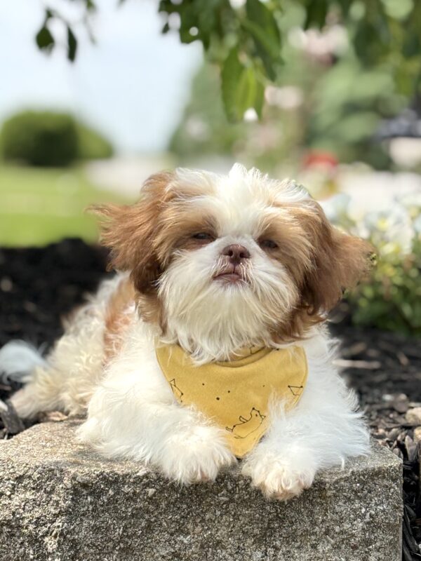 Shih-Tzu Puppy