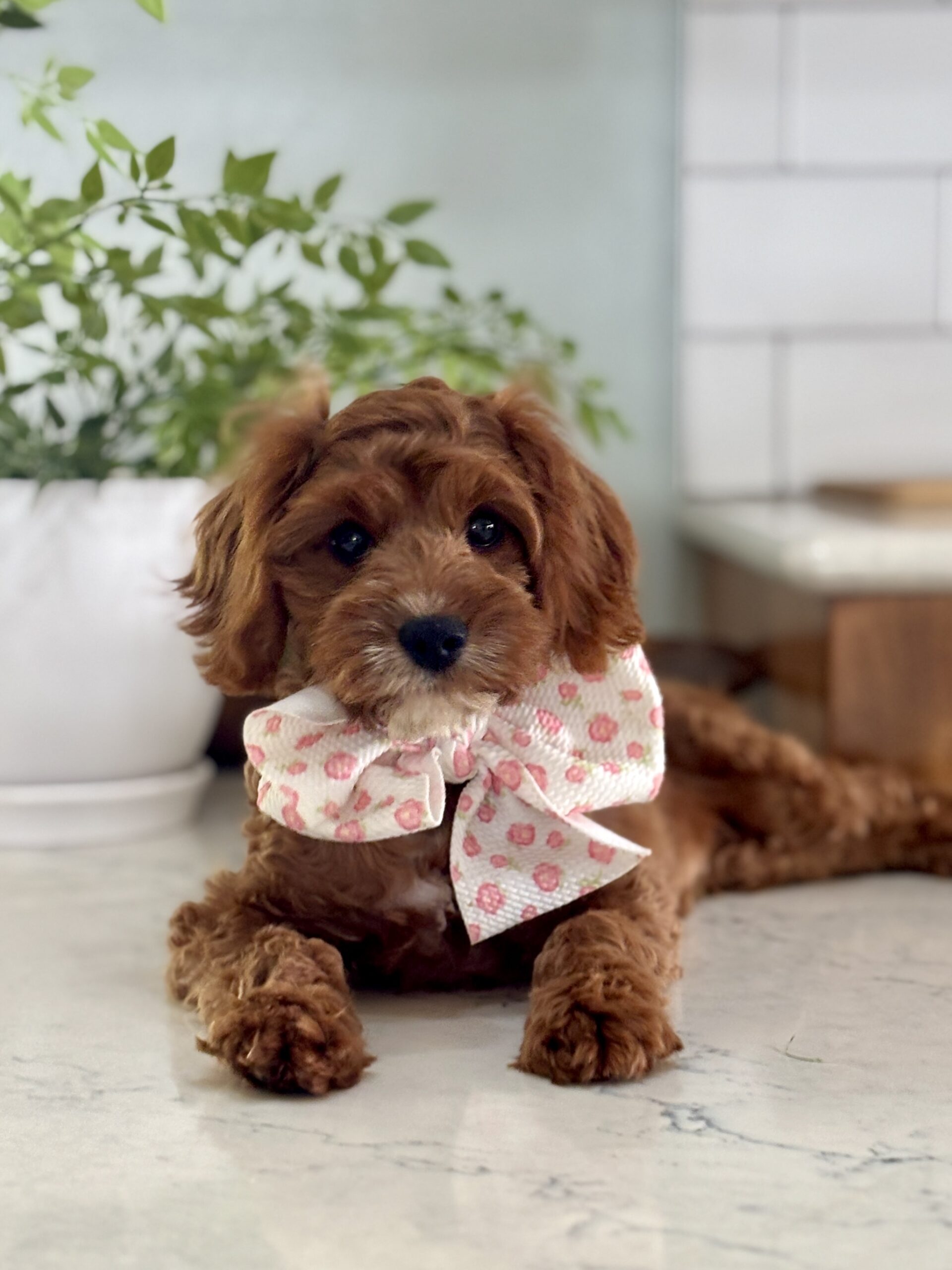 Cavapoo Puppy