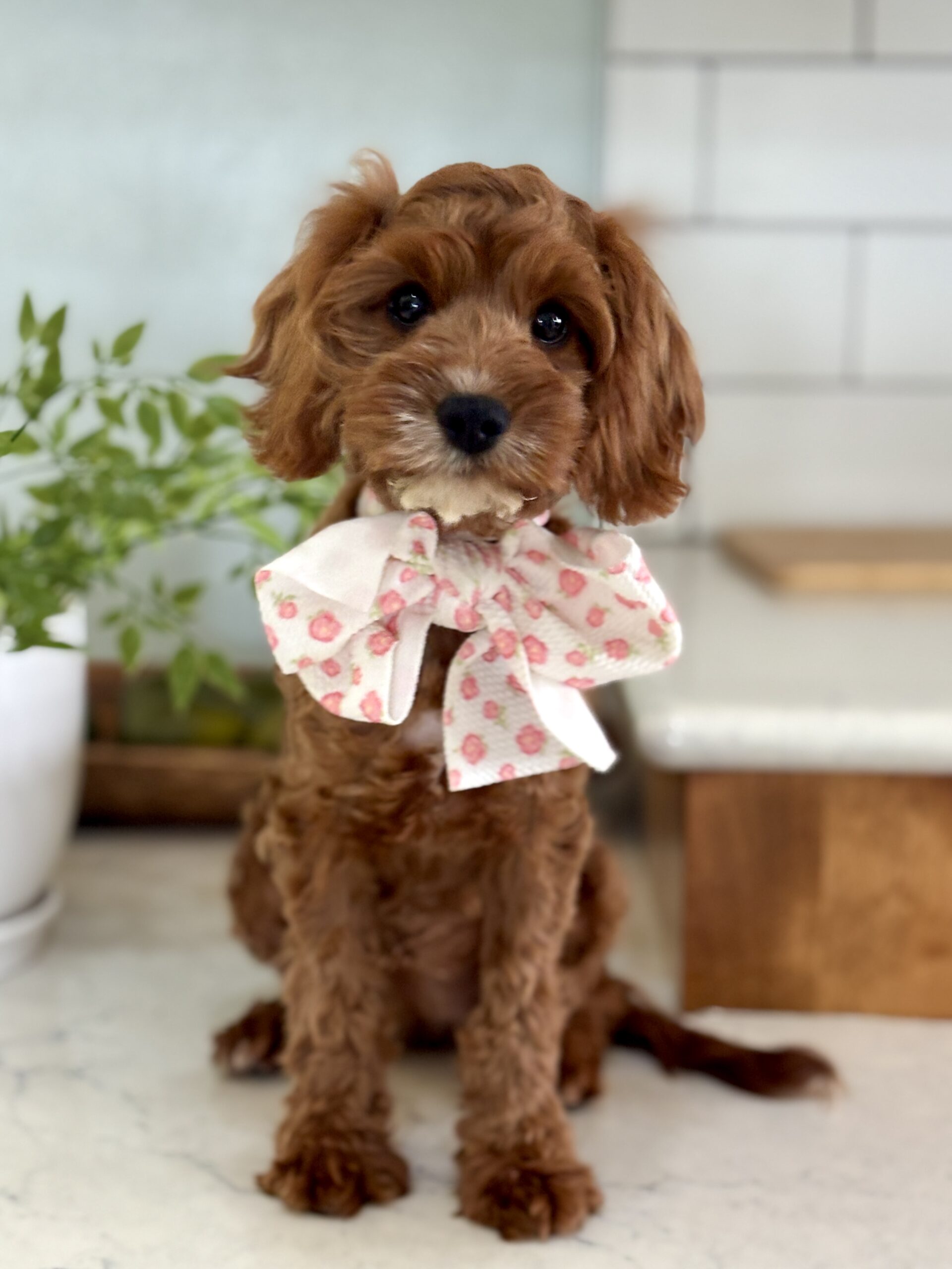 Cavapoo Puppy