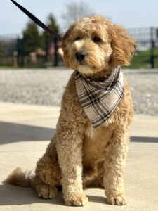 Ginger
