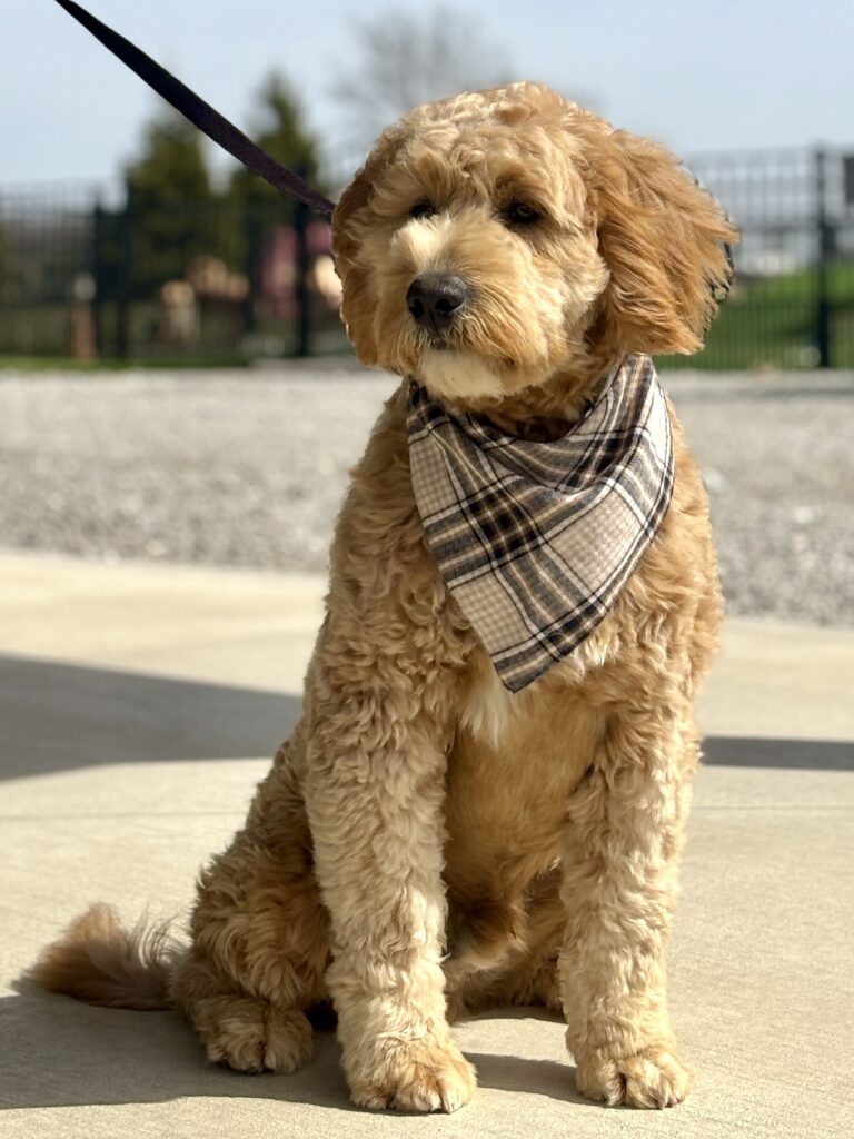 Ginger