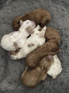 Gloria Babies